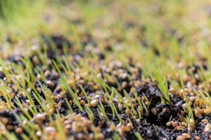 A closeup of grass seed growing.