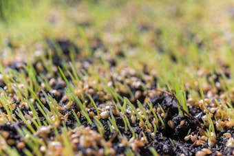 A closeup of grass seed growing.