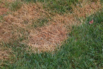 A closeup of an unhealthy lawn showing a mix of healthy and unhealthy grass.