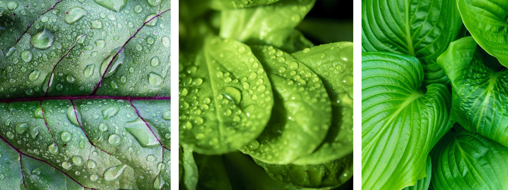 healthy plants with dew drop in a row beets, basil and hosta