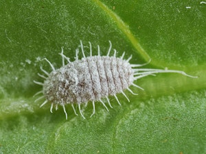 close up of mealybug