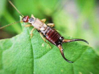 earwigs eating a green plant