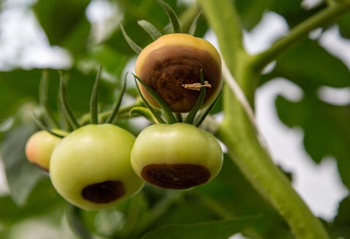 blossom end rot destroying tomatoes