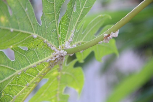 leaf infested by mealybugs