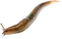 slug on white