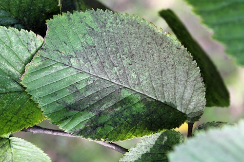 leaf infected with sooty mold