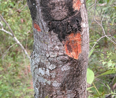 sudden oak death infection in california oak