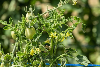 thrips infested tomato plant