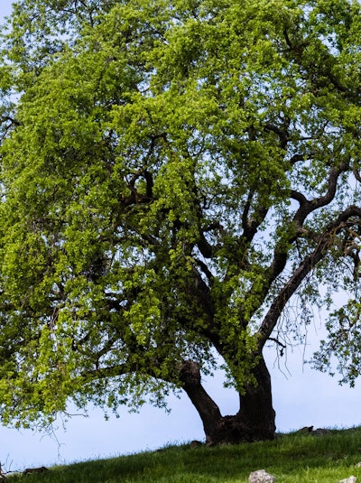 quercus lobata or california oak growing strong on the top of a hillside