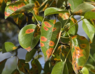 rust infecting fig tree