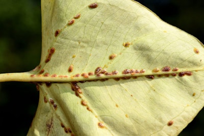 scales lining the stem line of plant leaf