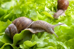 Snails sitting on green leaf lettuce
