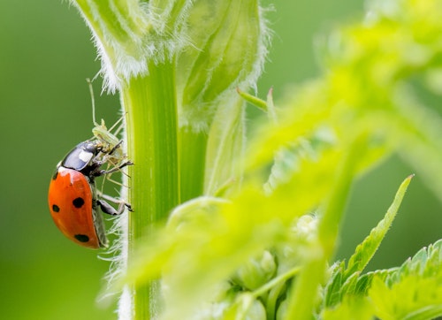 ladybug eating aphid on stem of plant