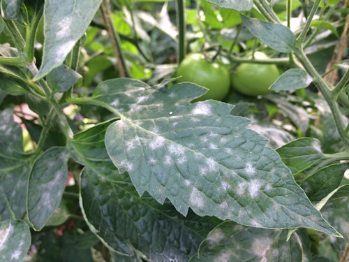 tomato plant leaf infected with powdery mildew