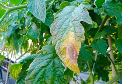 plant leaf infected with early blight