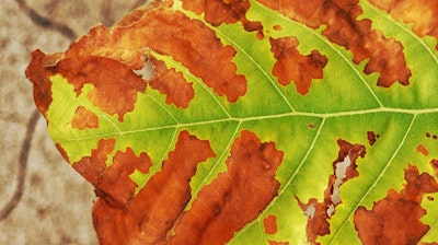 plant leaf infected with fire blight