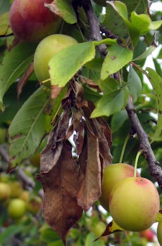 fruit tree infected with fire blight