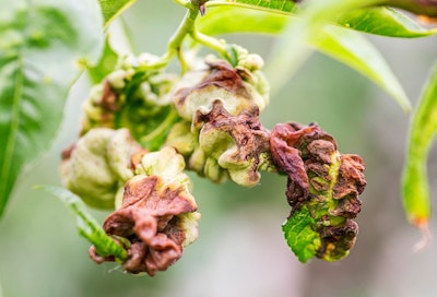 plant showing signs of peach leaf curl