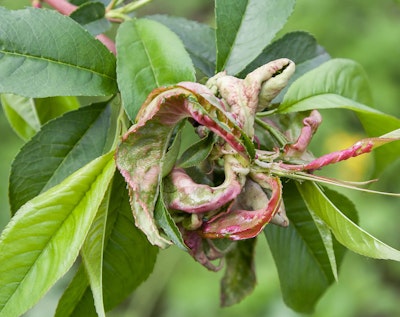plant showing signs of peach leaf curl