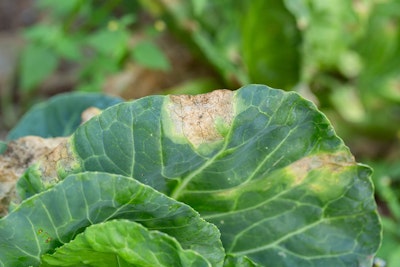 cabbage plant infected with downy mildew