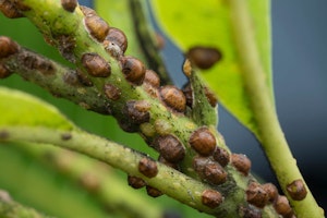 plants infected with scales