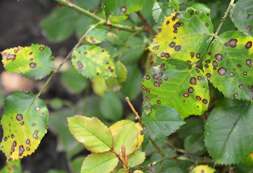 black spot infected plants