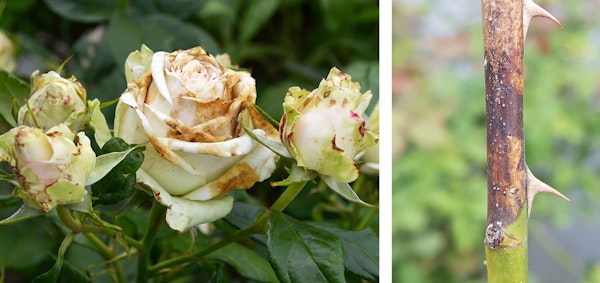 rose  infected with botrytis blight