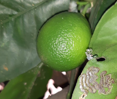 lime tree with signs of citrus leafminor