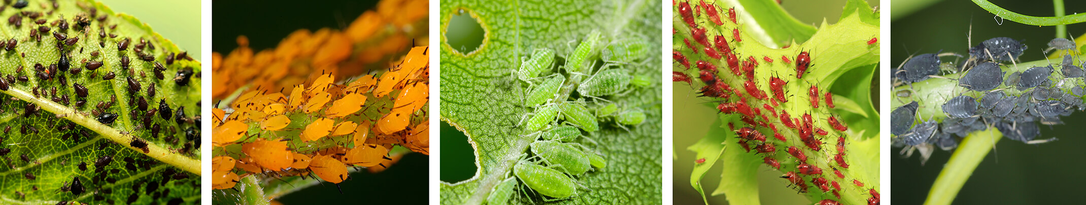 aphids 4 different colors on leaves and stems of plants