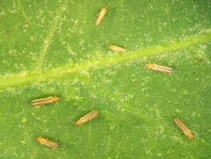 thrips on green leaf