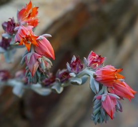 Closeup of the orange blooms of a topsy turvy echeveria runyonii.