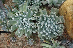 Topsy Turvy Plants (Echeveria runyonii) planted near a rock.