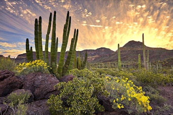 Organ pipe cactus in desert landscape with blooming native plants, mountains, and rocks at sunset.