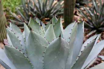 A close up of a Parry's Agave plant outside near other succulents and cacti.