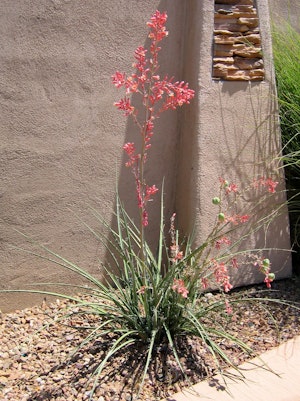 Red Yucca plant in bloom against an adobe house, planted in rocks.