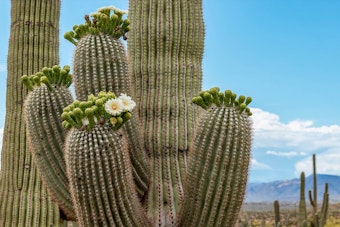 A closeup of a Saguaro cactus un boom in the desert landscape.