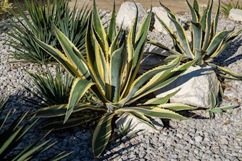A few American Agave planted in a rock garden.