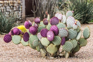 A green and purple Santa Rita Prickly Pear Cactus in a rock garden landscape.