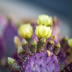 A close up of yellow flowers on a Santa Rita Prickly Pear Cactus.