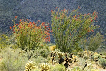 Ocotillo  plants (Fouquieria splendens) growing in the desert.