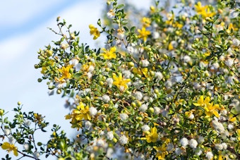 Close up of a Creosote Bush (Larrea tridentata) with yellow blooms.