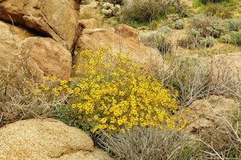 Brittlebush (Encelia farinosa) growing in the desert among rocks and other native plants.
