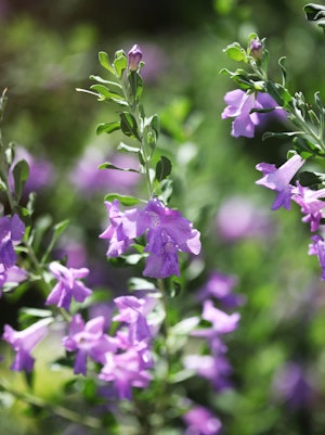 A closeup of purple-blooming Chihuahuan Sage (Leucophyllum laevigatum) in the garden.