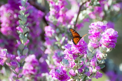 A closeup of a Texas Purple Sage Bush with a butterfly on it.