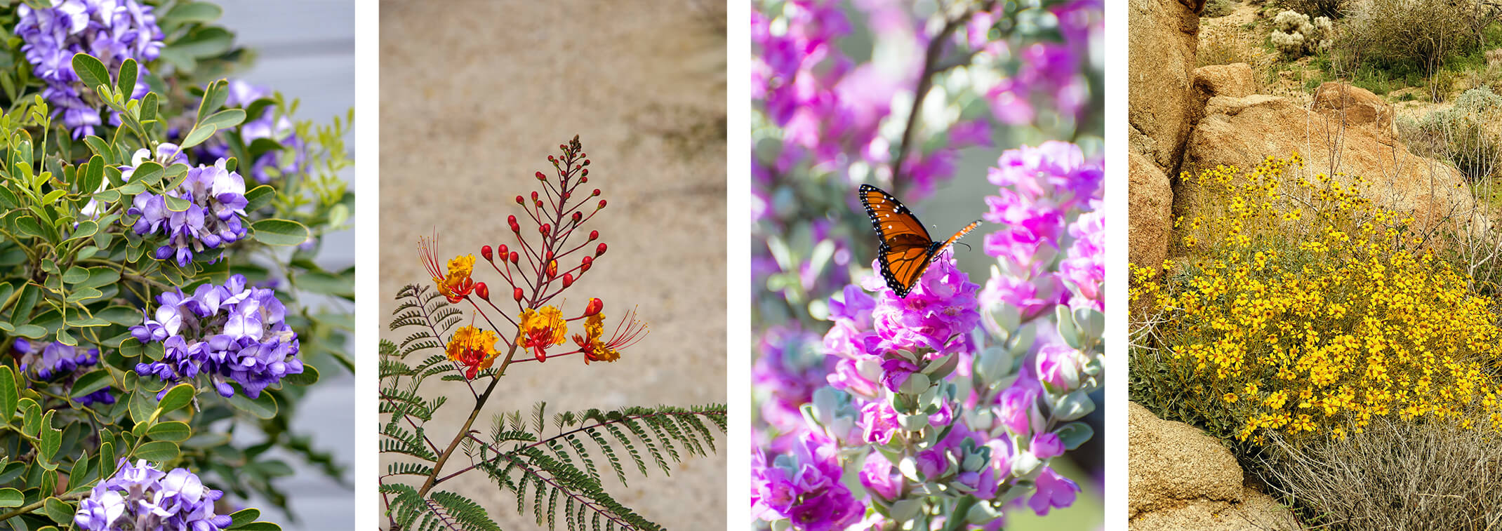A Texas Mountain Laurel, a Red BIrd of Paradise, Texas Sage with a Butterfly, and Brittlebush growing in the desert near rocks.