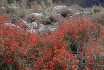 Red Chuparosa (Justicia californica) bush in bloom in the desert surrounded by rocks and native plants.
