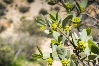 A closeup of a jojoba plant in the desert.