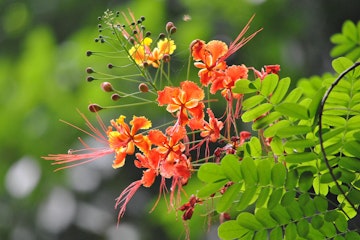 A closeup of a Red Bird of Paradise in bloom.