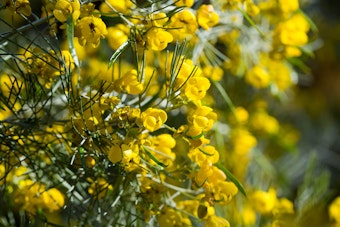 A closeup of the yellow blooms of a Senna artemisioides (or feathery cassia).
