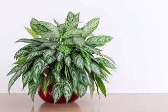 A Chinese Evergreen houseplant in a red pot.